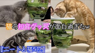 【猫のしつけ】遊びながら食べれる知育グッズが面白すぎたww