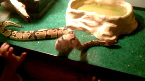 Bradley talking to Chasity