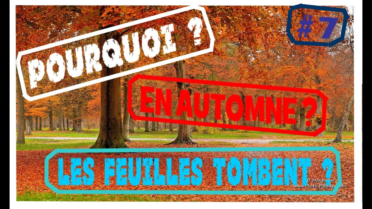 Pourquoi les feuilles tombent elles en automne ? 7 YouTube Pourquoi les feuilles tombent elles en automne ? 7 YouTube