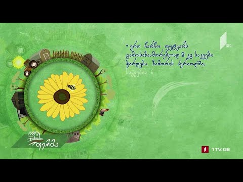 #რჩევები ფუტკრის დაზამთრებისთვის მომზადება