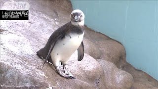 赤ちゃんペンギン4羽がスイスイ　しながわ水族館(19/08/02)