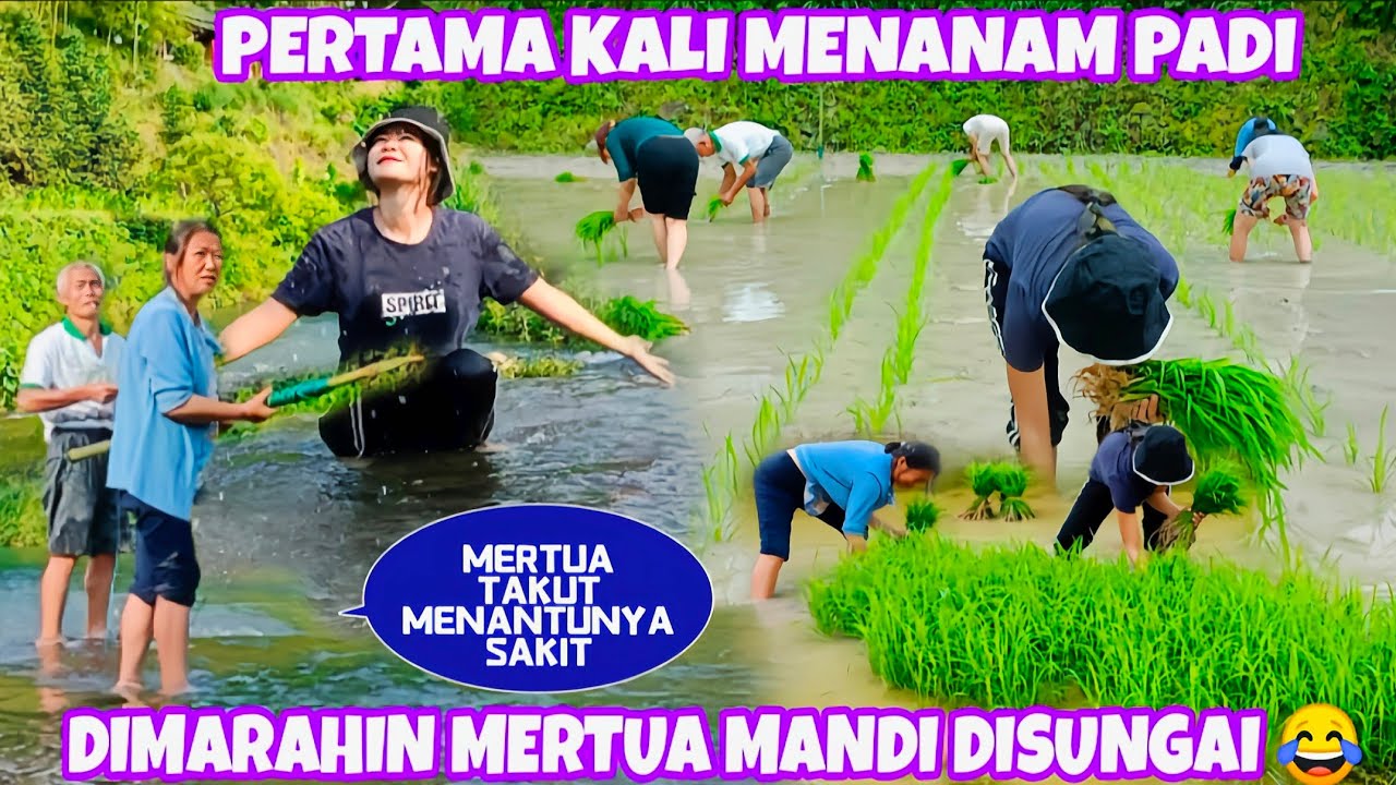 PERTAMA KALI MENANAM PADI DIPUJI MERTUA WALAU SALAH 😂