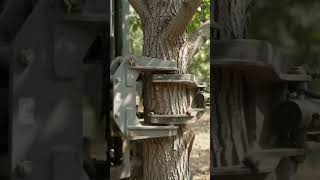 Industrial Jamun Harvesting: Watch the Tree Shaker