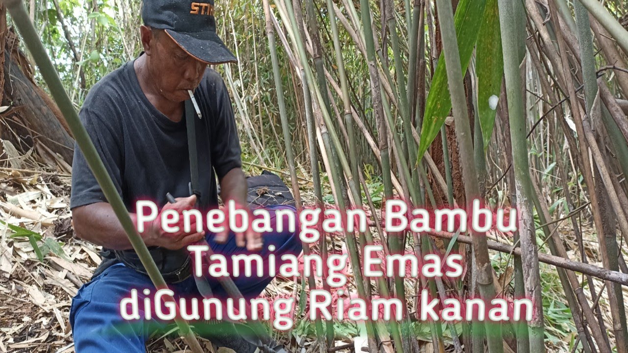 #tamiang#riamkanan#tamiangemas Penenbangan Bambu Tamiang Emas peninggalan zaman Belanda diKal-Sel