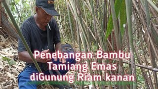 #tamiang#riamkanan#tamiangemas Penenbangan Bambu Tamiang Emas peninggalan zaman Belanda diKal-Sel