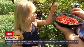 Новини України: екзотична ягода ґумі - скільки коштує та в чому її користь