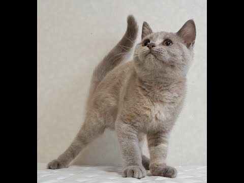 ブリティッシュショートヘアー子猫　British Shorthair　2024.8.3産まれ　ライラックトーティーシェル　女の子　シーダキャット猫のお店