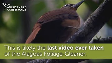 You Can Help Prevent Bird Extinctions