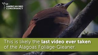 You Can Help Prevent Bird Extinctions