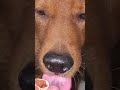 Beloved dog love eat treat doglove doglife dogshorts shortvideo shorts video @margaretchiew