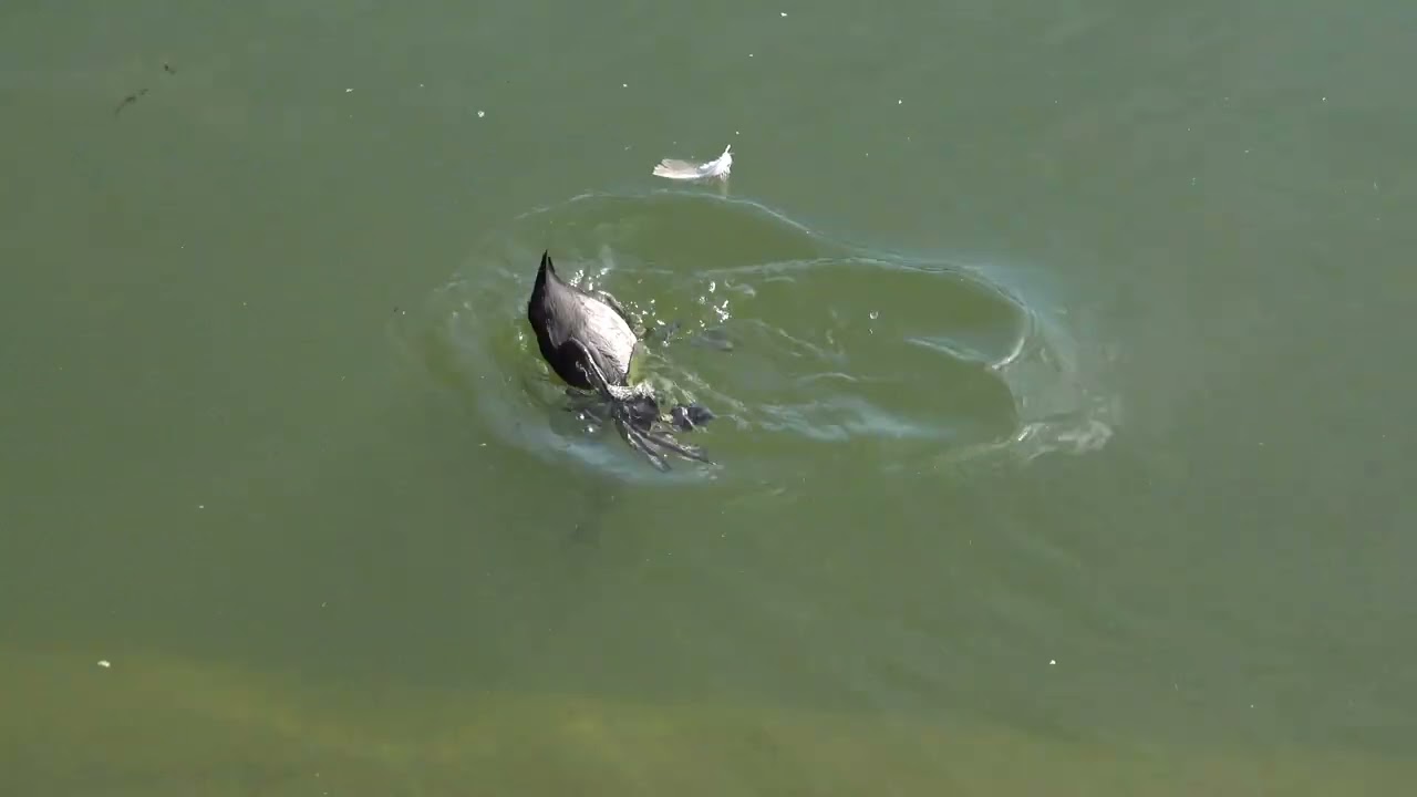 Young Coots from the bridge finally feeding themselves