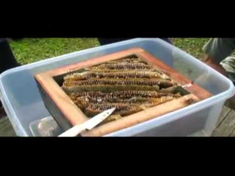 пчелы японии как вариант