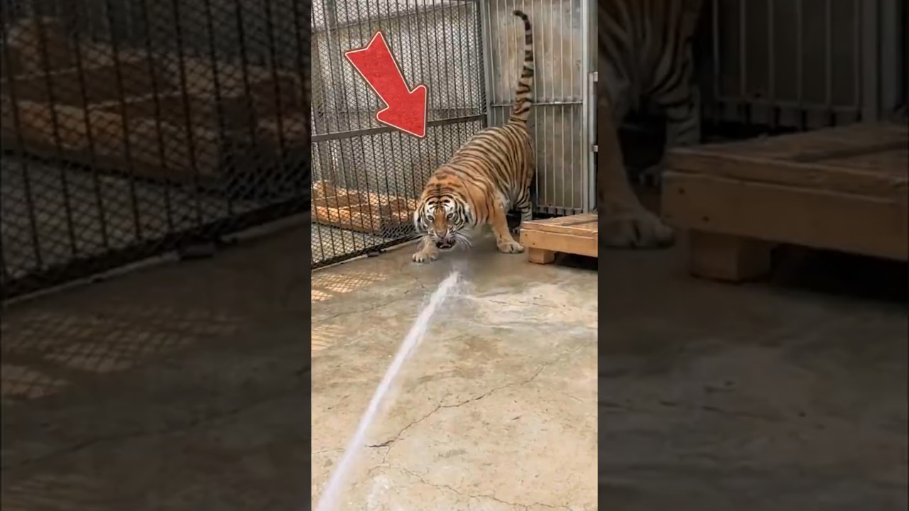 How Do You Wash a Tiger?