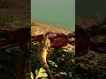DEINOSUCHUS  Y CERATOSAURIO CUANDO EL HAMBRE APRIETA ‼️EN THE ISLE🏝️‼️ #theisle  #dinosaur  #xbox