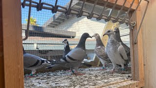 How I Trap Train 100+ Racing Pigeons in Just Minutes! (Must-See Method)