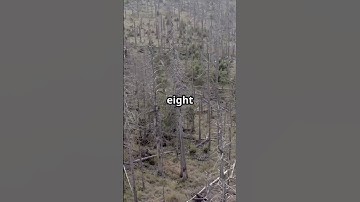 Tunguska: The Mysterious Explosion Without a Crater! #Tunguska #Mystery #Explosion #Siberia #UFOs