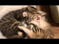 Funny animal videos😆 Funny cat videos and dogs - Funny animals 165