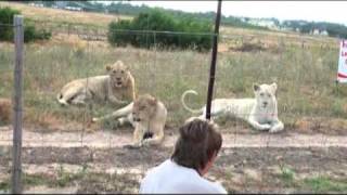 Animal Communication and Healing with Lions