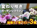 変わり咲きガーデンシクラメン　鉢植えで楽しみたい3種をご紹介！