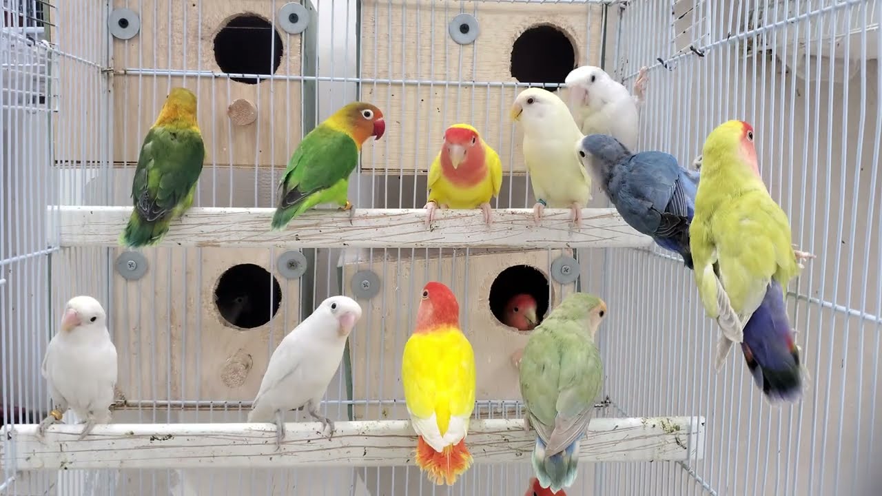 طيور الغندورة روز وفيشر تغرد ٣ ساعات بدون توقف | صوت ينعش القلب طيورك