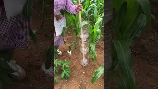 🌽 Fertilizer Application Hack: DIY Bottle Funnel for Corn Crop Feeding! 🧪 #shorts