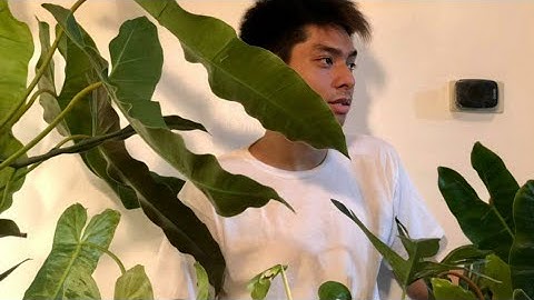 Philodendron Atabapoense matured form dupes like a Spiritus sancti - Unboxing video