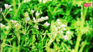 Seseli Intricatum viral trending nature growing popular explore