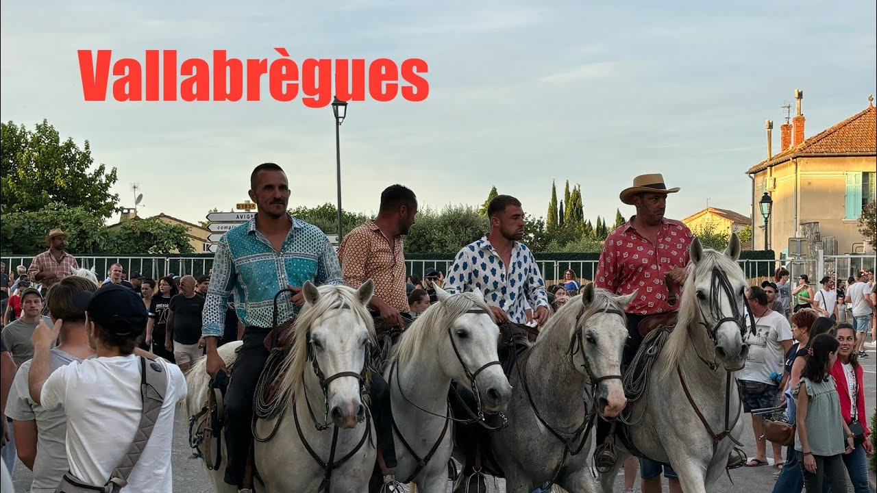 Bandido de taureaux neufs ➡️ Vallabrègues 🇫🇷 17/06/24 manade LABOURAYRE, LESCOT et GILLET #abrivado