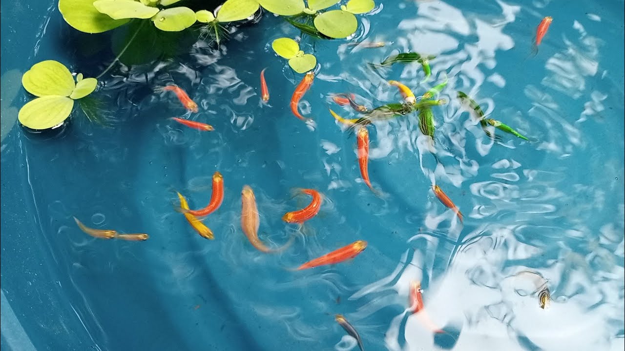Danio's Zebra Fish | Glowfish 