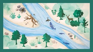 Le Cours Deau Comme Habitat