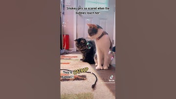 CatNip Bubbles & Cats!! 🫧😽🐾 What could possibly go wrong?!?!