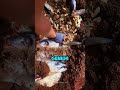 How This Natural Fertilizer Is Stronger Than Chemicals 🐟🌱 #shortfeeds #shorts