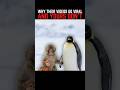 One Penguin Walked Alone… Internet Got Emotional 🐧💔