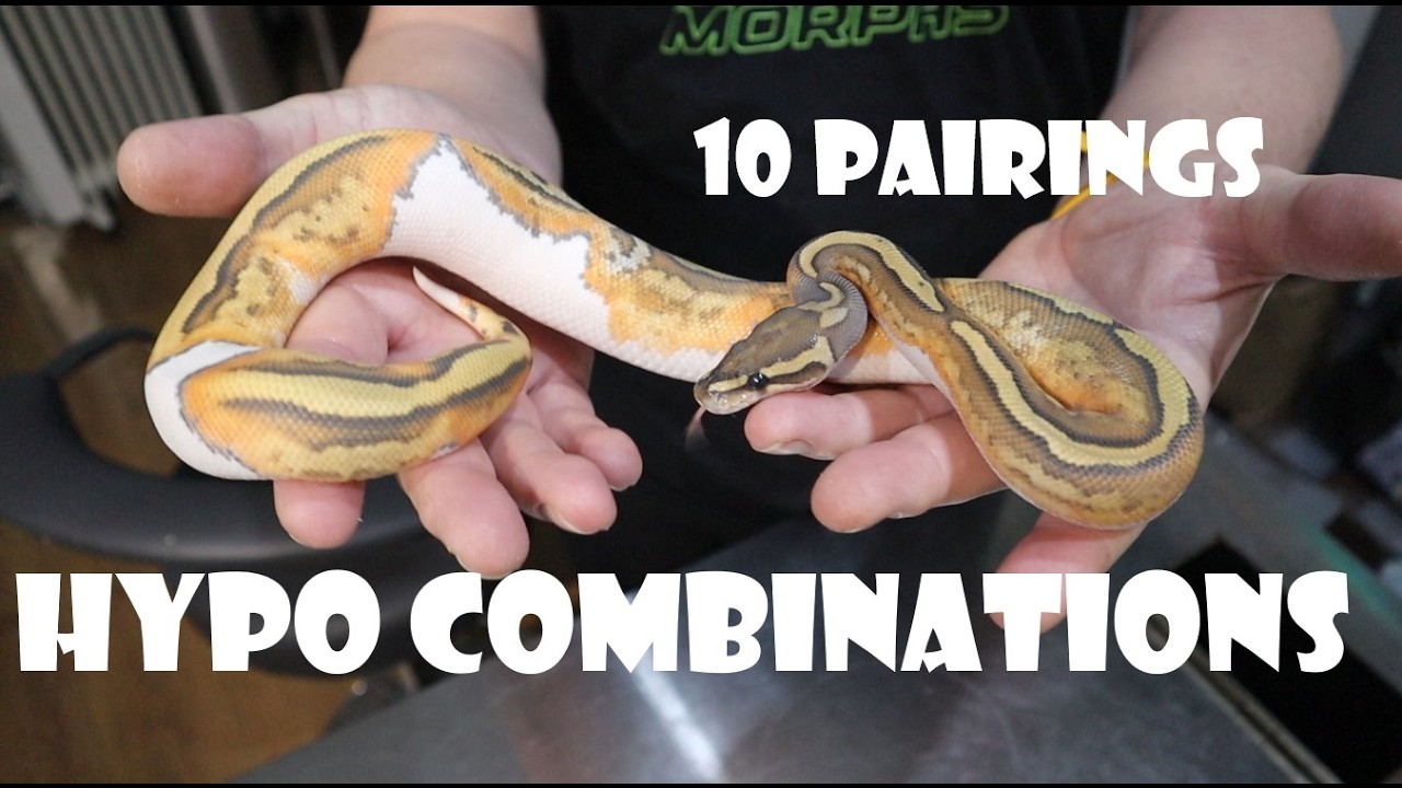 Более подробный обзор наших гипоаллергенных комбинаций, а также 10 интересных сочетаний.