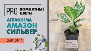 Аглаонема Амазон Сильвер - обзор сорта | Серебряная амазонка