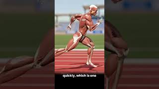 ๐ New Theory Chapter: Energy Systems
At Muscle & Motion, were constantly working to keep our educational content up to date with current scientific knowledge.
Exercise science is continuously evolving, and so are we.
Thats why weve created a brand-new Energy Systems chapter in the Theory section of the Muscle & Motion Strength Training app.
In this chapter, youll learn how your body produces ATP, how the phosphagen, glycolytic, and oxidative systems work, when each system becomes dominant, and how these concepts apply to real-world training and athletic performance.
Whether youre a coach, therapist, trainer, student, or athlete, understanding energy systems is essential for making sense of performance, fatigue, recovery, and training adaptations.
๐ฑ Open the Muscle & Motion Strength Training app โ Theory โ Energy Systems ๐ New Theory Chapter: Energy Systems