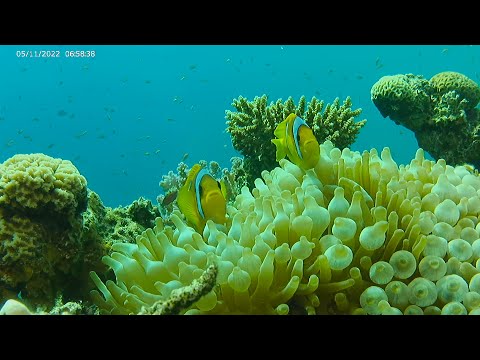 Scuba diving Dahab Egypt November 2022