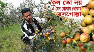 একই জমিতে বল সুন্দরী,কাশ্মিরী আপেল কুল চাষ | বাংলাদেশের সর্ববৃহৎ কুল বড়ই বাগান | #bangladesh
