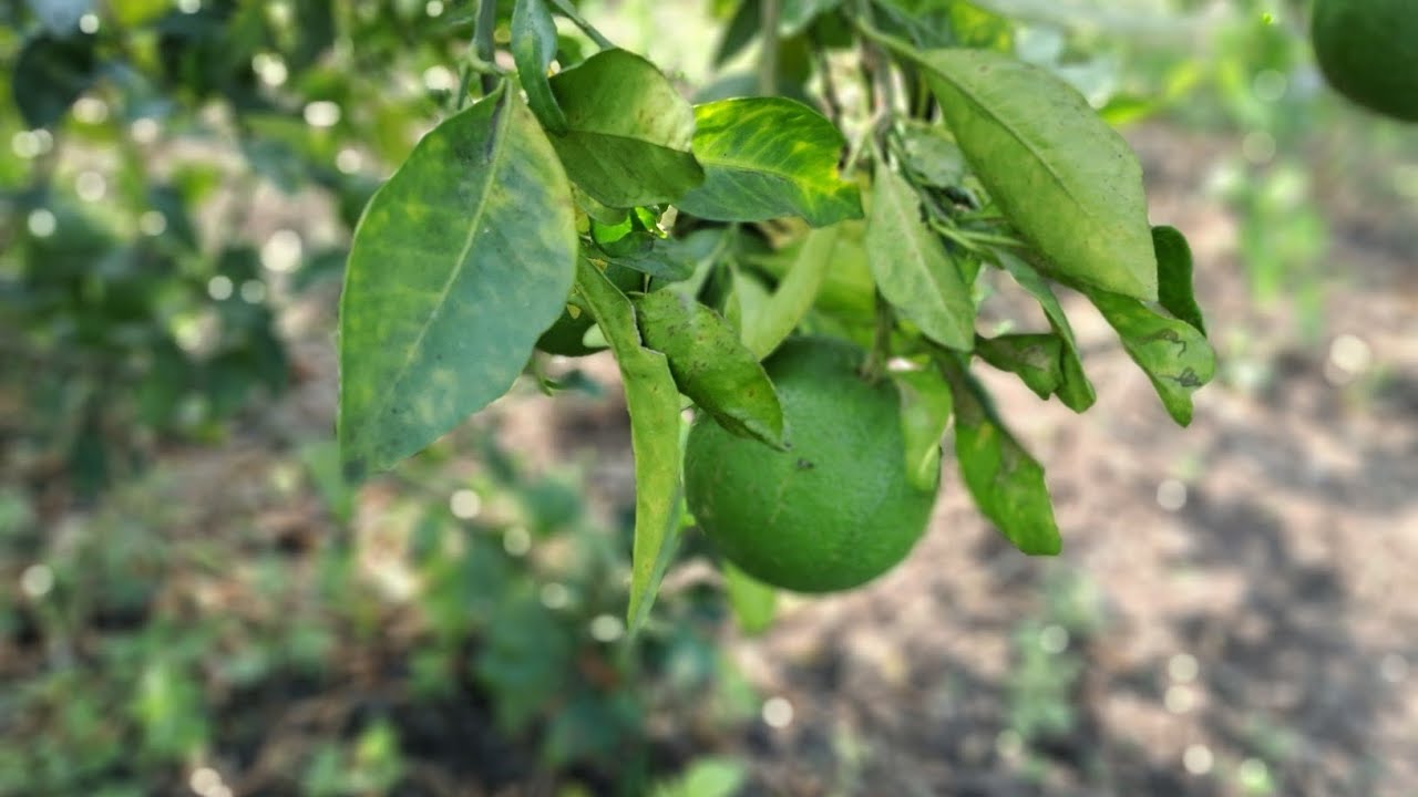 Mayur  Ma vlogs  100  शेतीबद्दल vlogs 