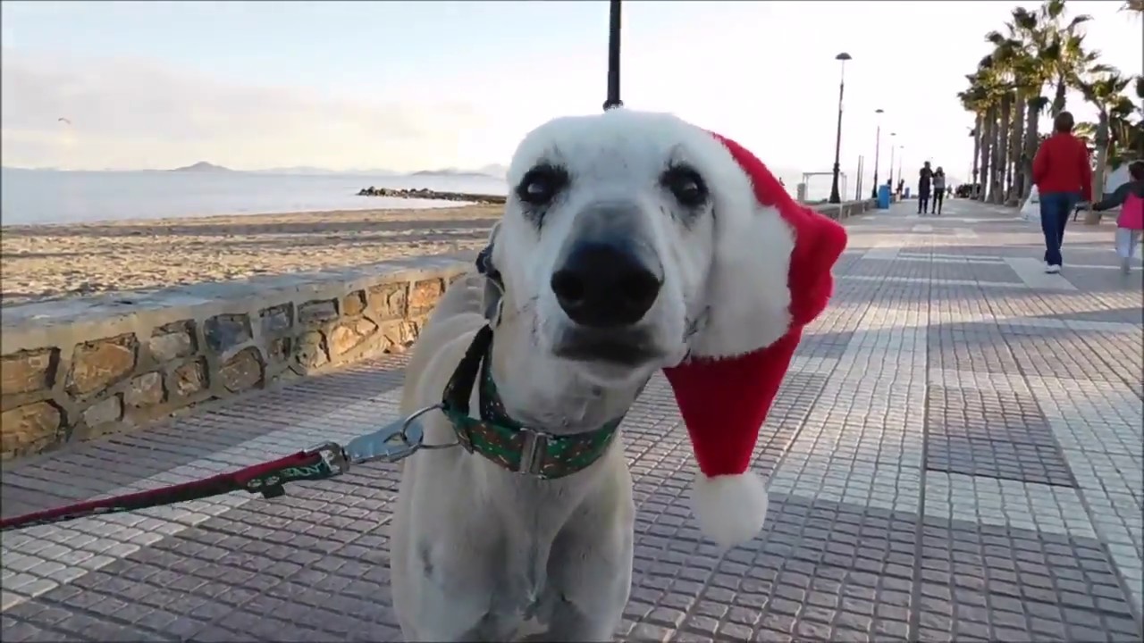 camera iphone 8 plus apk DAY 10: Xmas Cracker BIANCO