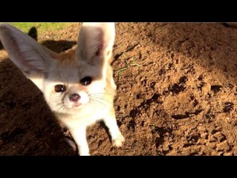 Video: Pouštní liška Fennec. Pouštní liška jako domácí mazlíček