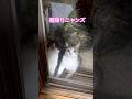 ネコと子ネコとおじさん　今日も朝帰りニャンズ　#shorts #猫のいる暮らし #cat #赤ニャン #兄ニャン
