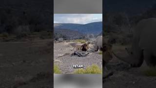 Ketika Singa Nekat Serang Badak! #pertarunganhewan  #shortsviral