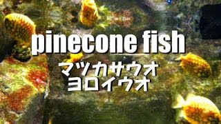 マツカサウオ　pinecone fish　癒しの魚たち