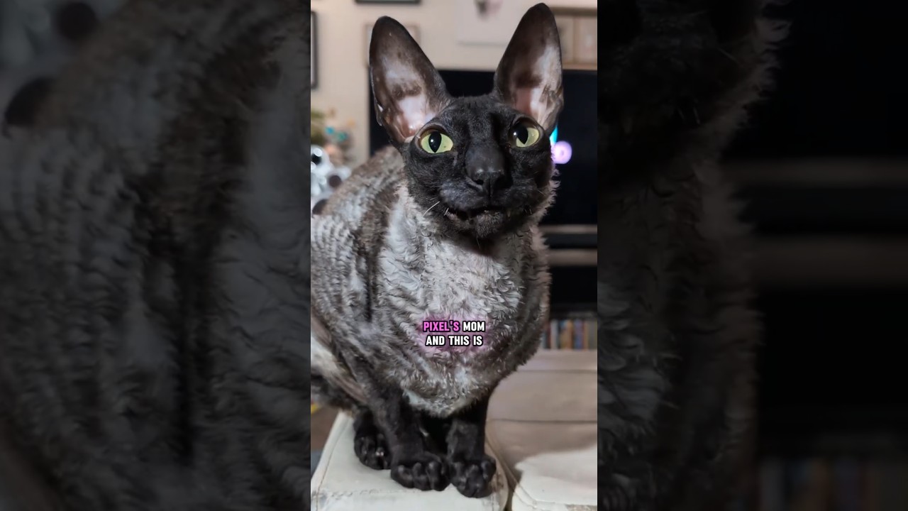 Pixel's Coat FAQ! I get a lot of questions about Pixel's Fur on FB and IG. Here's a quick overview!