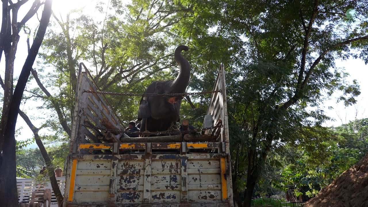 Спасённые слоны Эппл и Мэй Ной прибыли в парк Elephant Nature Park - ElephantNews