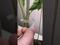 Tomate veredeln #plants #tomato #diy