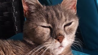 Friyay 9 adorable cats live #cats #ilovecats #livestream