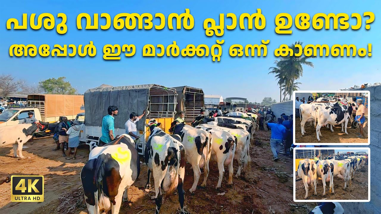 Планируете купить корову? Тогда вам стоит посетить этот рынок!