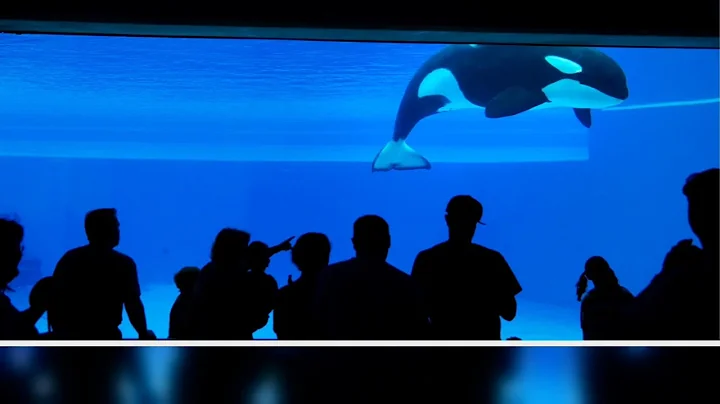 Kiska, 'World's Loneliest' Orca And Last Captive Whale In Canada, Has Died